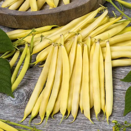 Nasiona fasoli Lobelia Złota Saxa 50 g