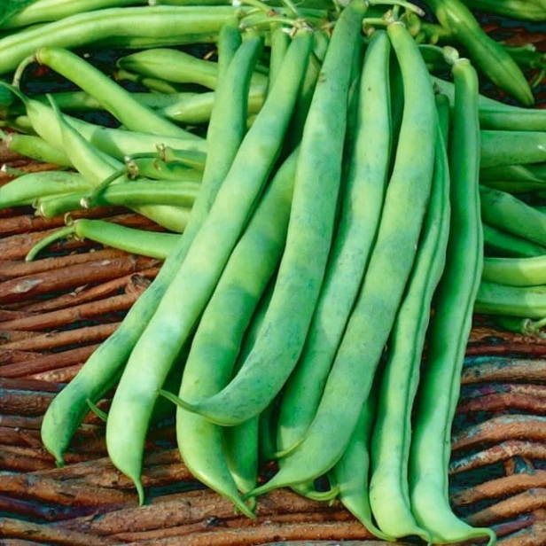 Fasola szparagowa Bona 50 g (zielona)