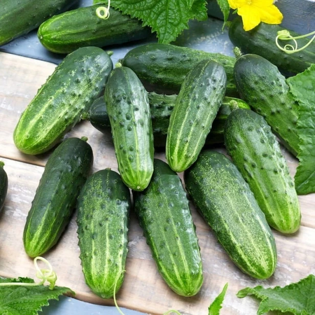 Nasiona Premium Seeds ogórek śremski 2g