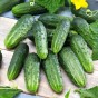 Nasiona Premium Seeds ogórek śremski 2g