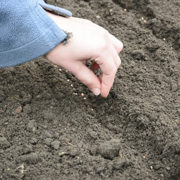 Nasiona Premium Seeds ogórek śremski 2g