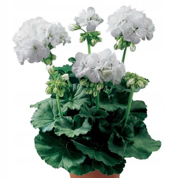 PELARGONIA rabatowa GAMA biała nasiona