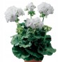 PELARGONIA rabatowa GAMA biała nasiona