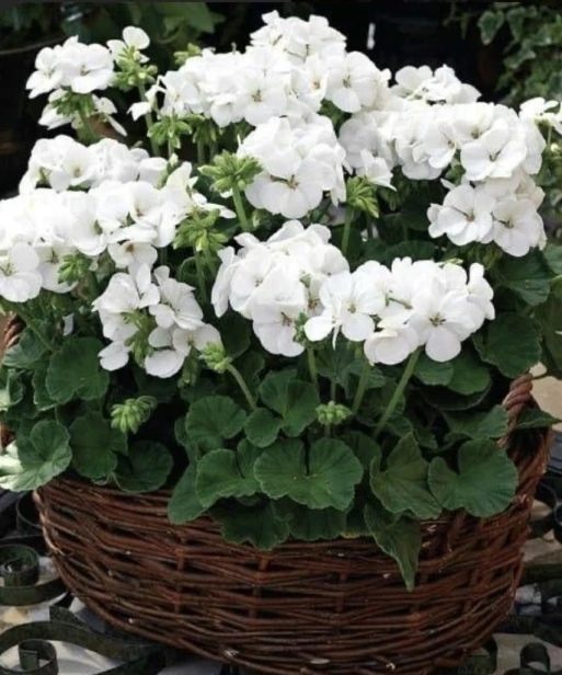 PELARGONIA rabatowa GAMA biała nasiona