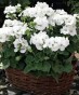 PELARGONIA rabatowa GAMA biała nasiona