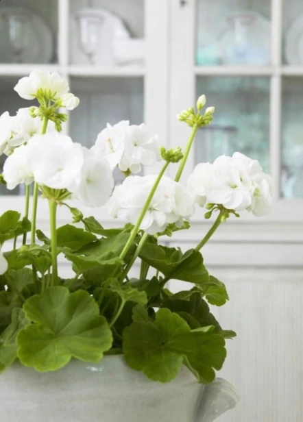 PELARGONIA rabatowa GAMA biała nasiona