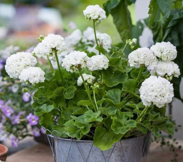 PELARGONIA rabatowa GAMA biała nasiona