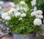 PELARGONIA rabatowa GAMA biała nasiona