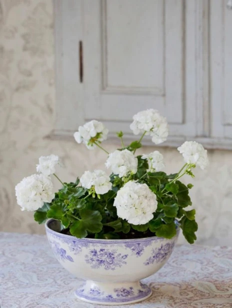 PELARGONIA rabatowa GAMA biała nasiona