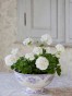 PELARGONIA rabatowa GAMA biała nasiona