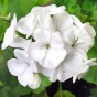 PELARGONIA rabatowa GAMA biała nasiona