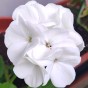 PELARGONIA rabatowa GAMA biała nasiona