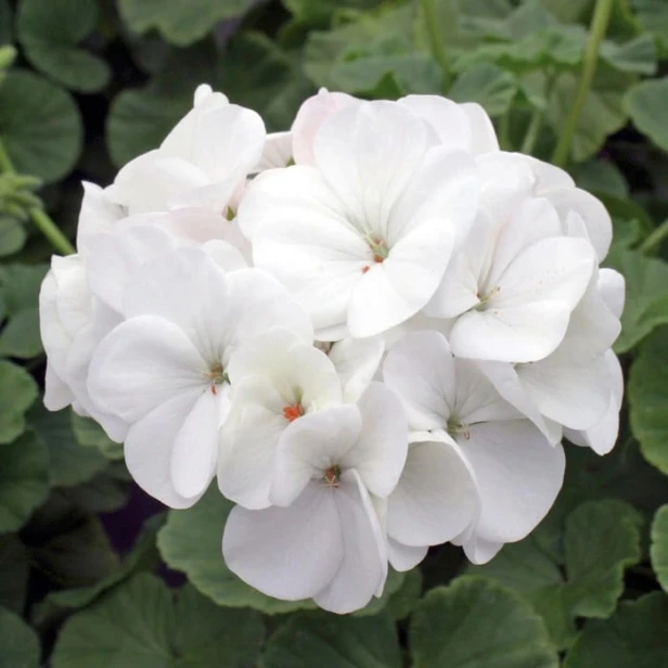 PELARGONIA rabatowa GAMA biała nasiona