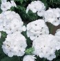 PELARGONIA rabatowa GAMA biała nasiona
