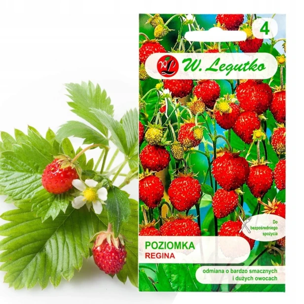 POZIOMKA WIELKOOWOCOWA REGINA 0,1g nasiona