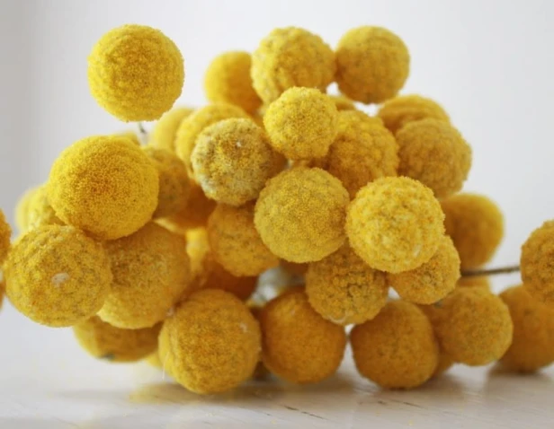 Nasiona KRASPEDIA 0,1 g