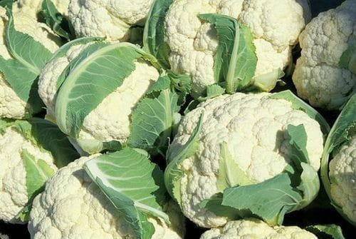 Nasiona Legutko kalafior pionier 1 g
