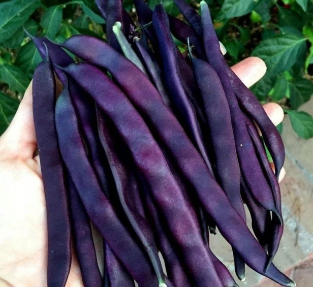 Fasola szparagowa - Blauhilde nasiona 10 g