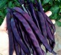 Fasola szparagowa - Blauhilde nasiona 10 g