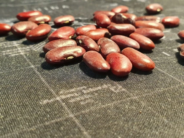 Fasola JAŚ nasiona 40 g
