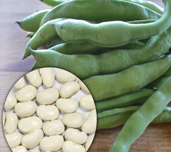 Fasola JAŚ nasiona 40 g