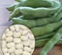 Fasola JAŚ nasiona 40 g