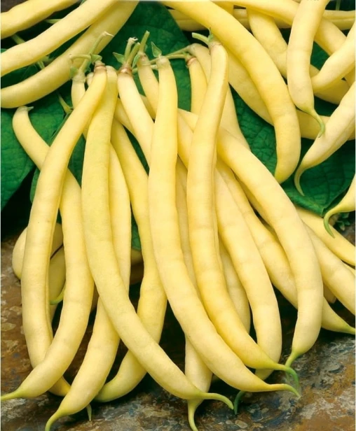 Nasiona fasola Polka 40 g