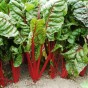 BURAK LIŚCIOWY - RHUBARB CHARD nasiona 5 g