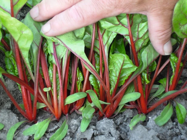 BURAK LIŚCIOWY - RHUBARB CHARD nasiona 5 g