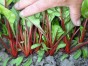 BURAK LIŚCIOWY - RHUBARB CHARD nasiona 5 g
