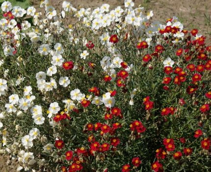CYNIA WYTWORNA DALIOWA MIESZANKA NASIONA 1,5g LEGUTKO