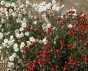 CYNIA WYTWORNA DALIOWA MIESZANKA NASIONA 1,5g LEGUTKO