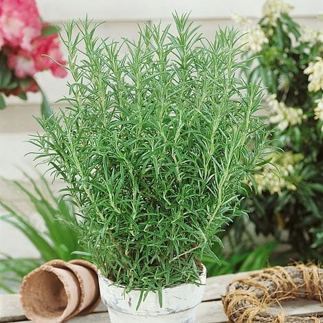 Nasiona estragon Verte deCambrai 0,1 g