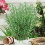 Nasiona estragon Verte deCambrai 0,1 g
