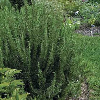 Nasiona estragon Verte deCambrai 0,1 g