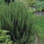 Nasiona estragon Verte deCambrai 0,1 g