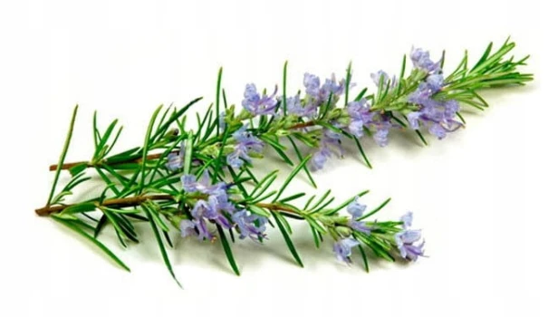 Nasiona estragon Verte deCambrai 0,1 g