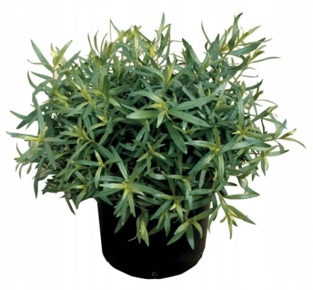 Nasiona estragon Verte deCambrai 0,1 g