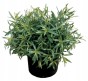 Nasiona estragon Verte deCambrai 0,1 g
