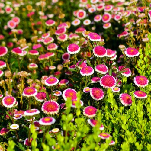 Aster chiński Liliput Hi-no-Maru Legutko 0,3g