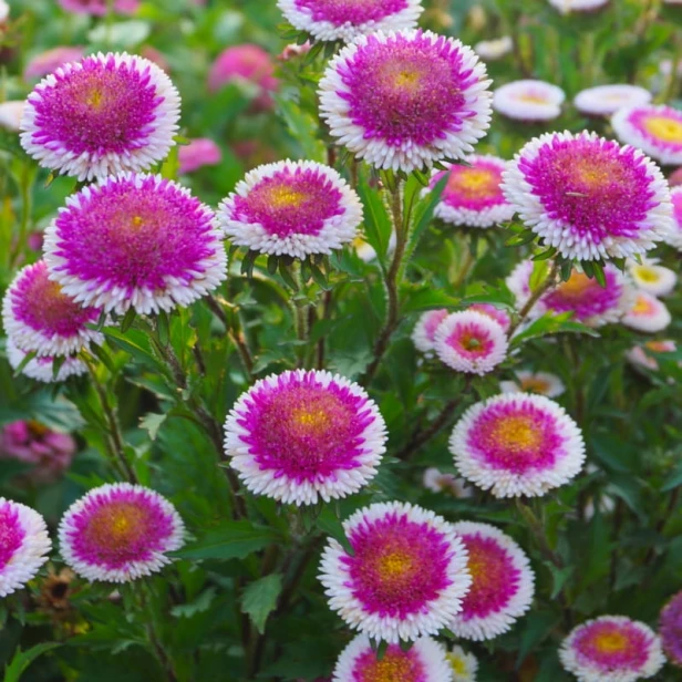 Aster chiński Liliput Hi-no-Maru Legutko 0,3g