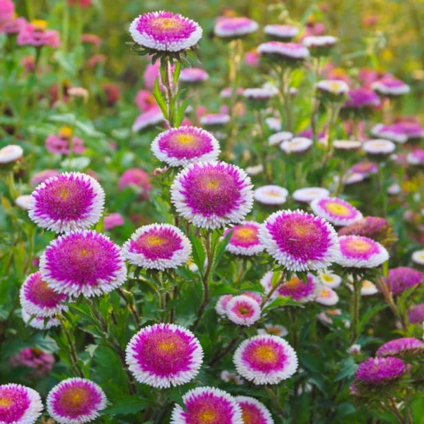 Aster chiński Liliput Hi-no-Maru Legutko 0,3g