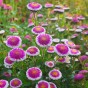 Aster chiński Liliput Hi-no-Maru Legutko 0,3g