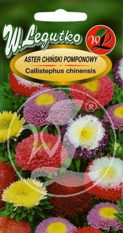 Aster chiński Liliput Hi-no-Maru Legutko 0,3g
