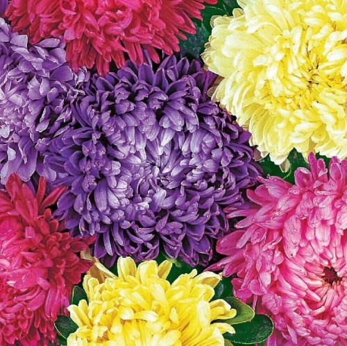Aster chiński peoniowy mieszanka Legutko 1g