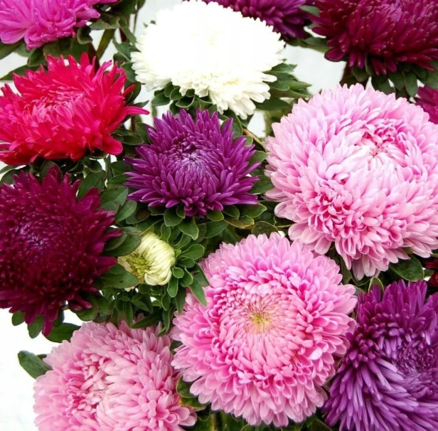 Aster chiński peoniowy mieszanka Legutko 1g