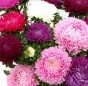 Aster chiński peoniowy mieszanka Legutko 1g