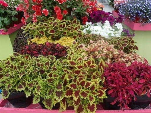 Aster chiński peoniowy mieszanka Legutko 1g
