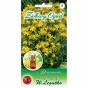 Nasiona bazylia OCIMUM BASILICUM 0,5 g