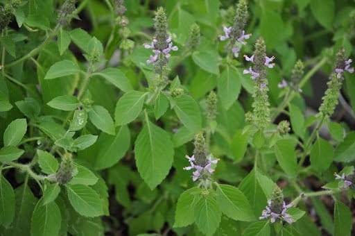 Nasiona bazylia OCIMUM BASILICUM 0,5 g